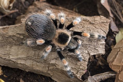 friendliest tarantula species|cool looking tarantulas.